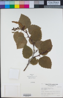 Alnus crispa subsp. sinuata image