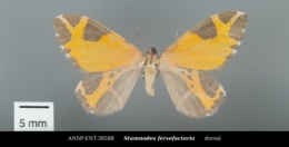 Stamnodes fervefactaria image