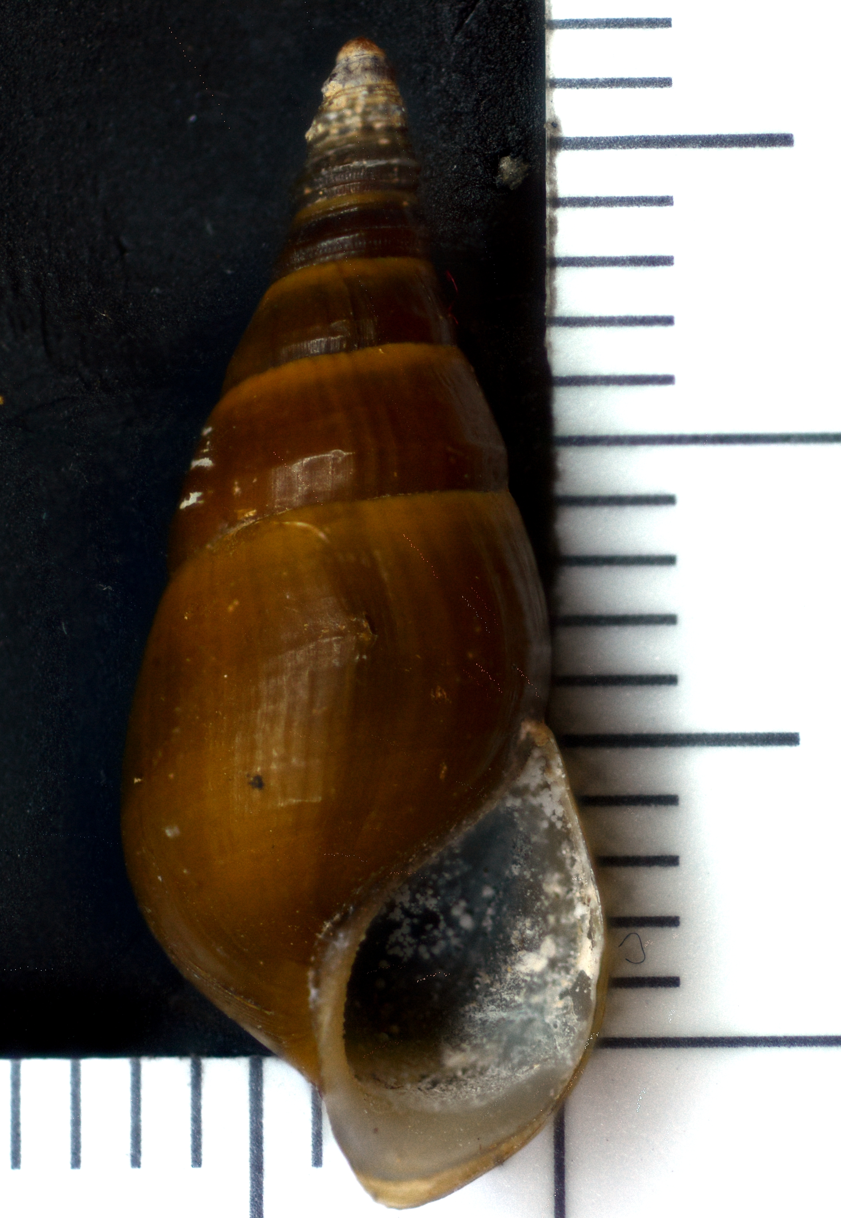 Image of Elimia paupercula