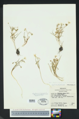 Claytonia virginica var. acutiflora image