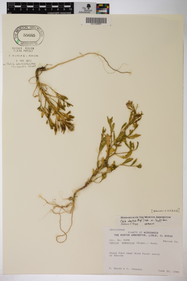 Cakile edentula subsp. edentula var. lacustris image