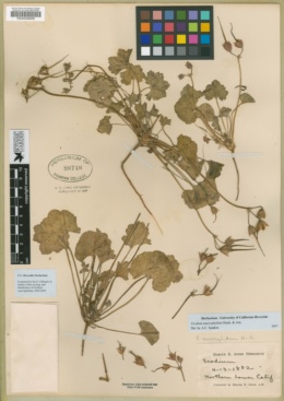 Erodium macrophyllum image