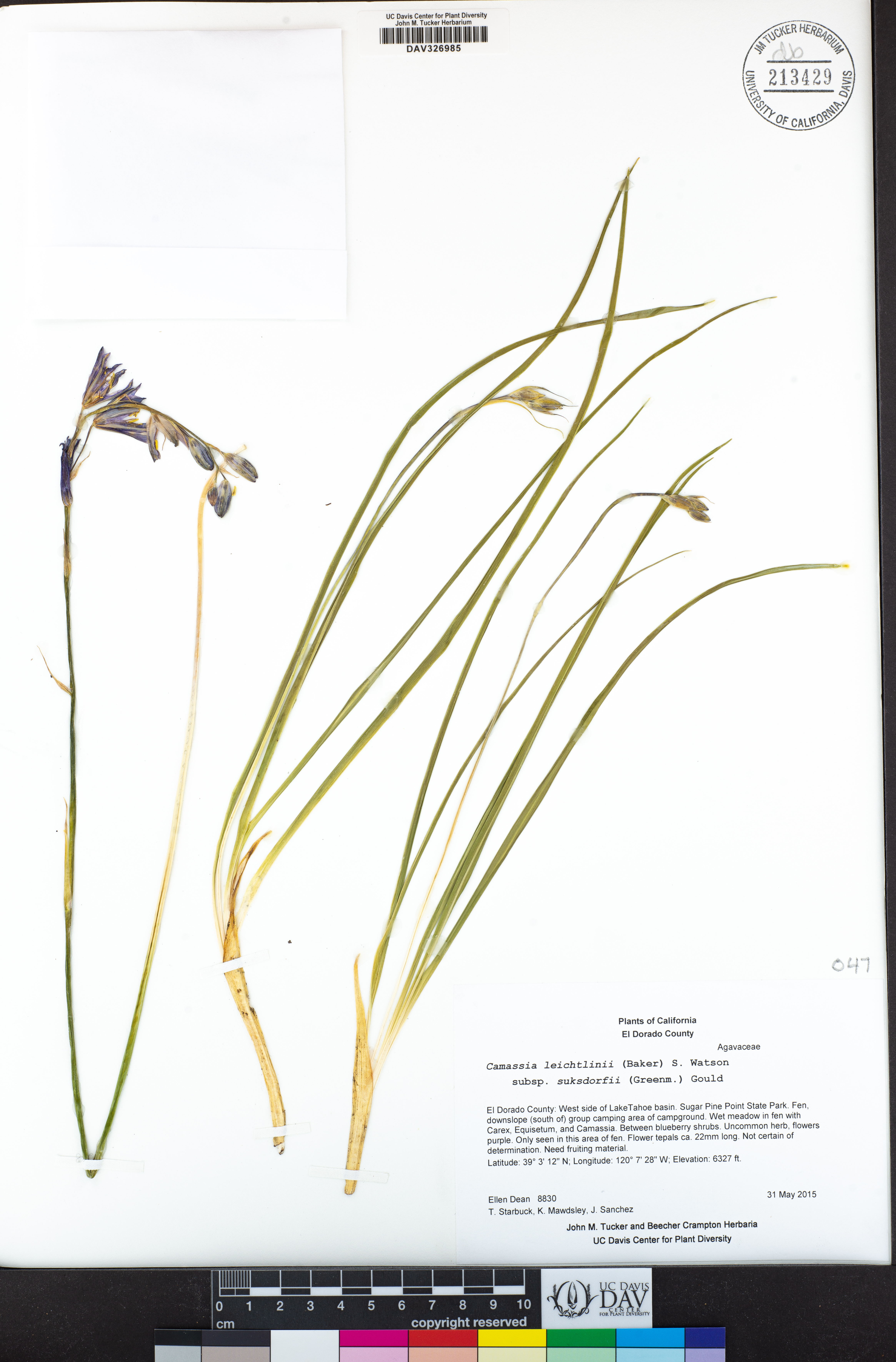 Camassia leichtlinii subsp. suksdorfii image