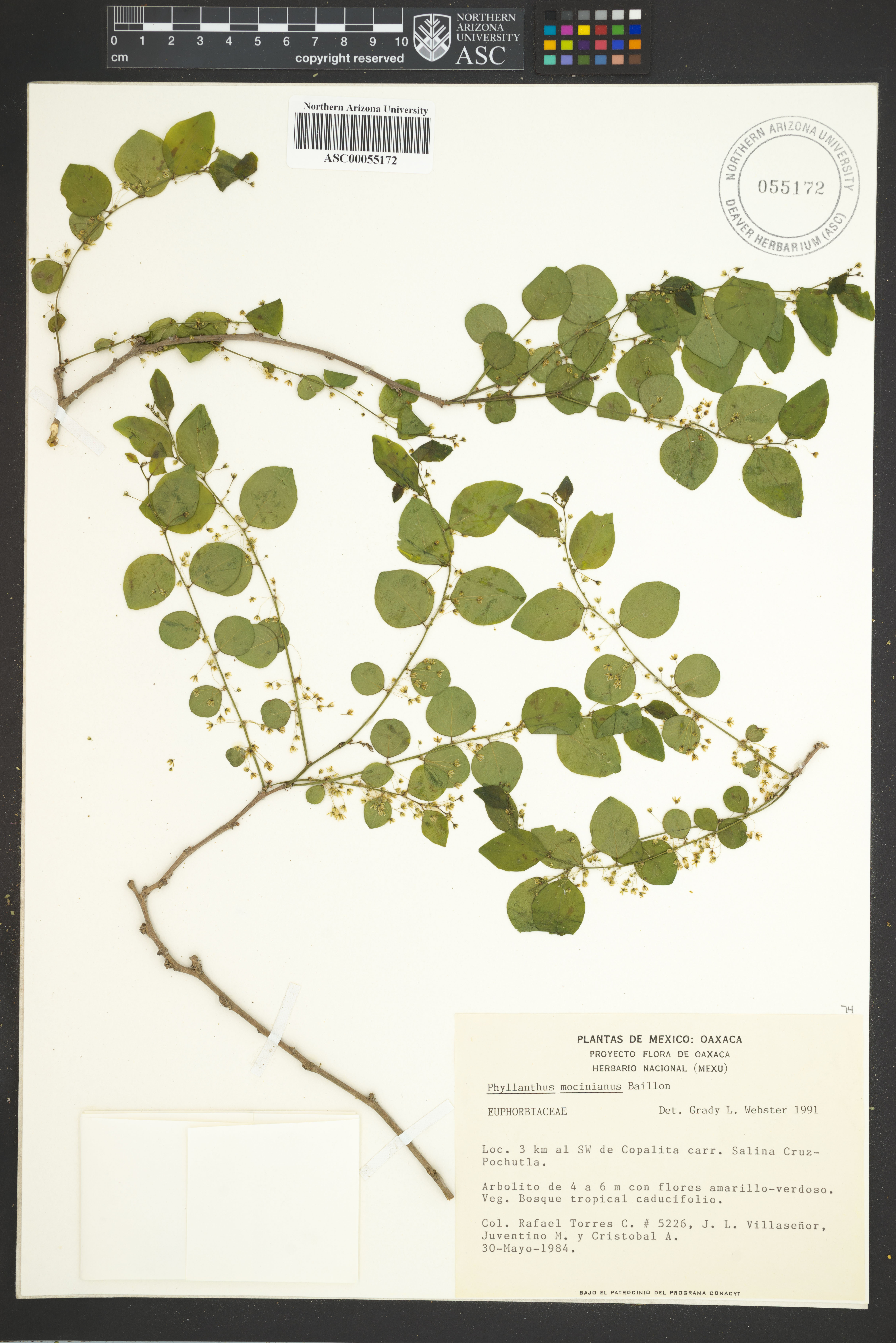 Image of Phyllanthus mocinianus