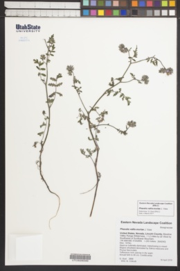 Image of Phacelia vallis-mortae
