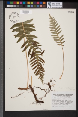Polypodium vulgare subsp. prionodes image