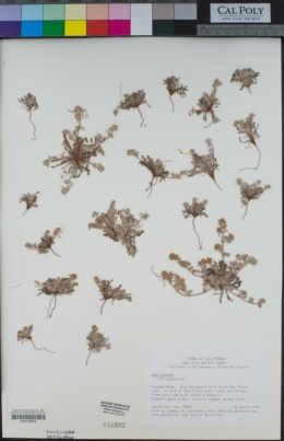 Chorizanthe angustifolia image