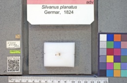 Image of Silvanus planatus
