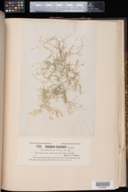 Cladophora fascicularis image