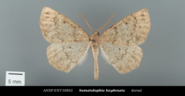 Somatolophia haydenata image