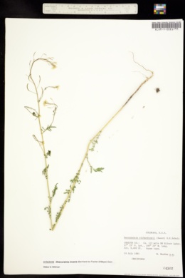 Image of Descurainia richardsonii