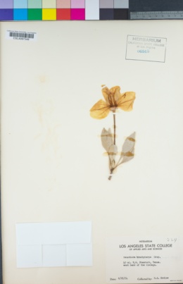 Image of Oenothera brachycarpa