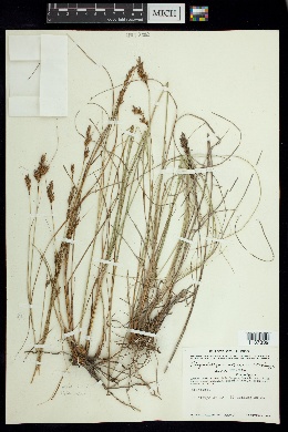 Rhynchospora jaliscensis image