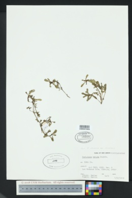 Portulaca oleracea var. oleracea image