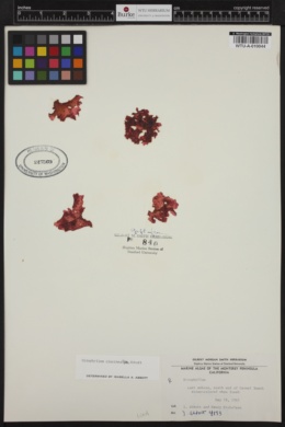 Nitophyllum cincinnatum image
