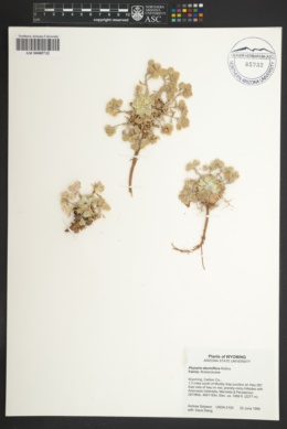 Image of Physaria eburniflora