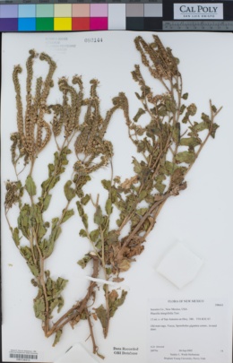 Image of Phacelia integrifolia