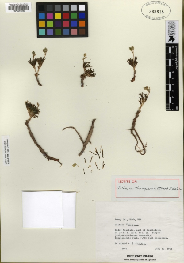 Phemeranthus thompsonii image
