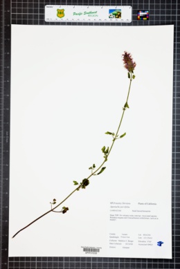 Image of Agastache parvifolia