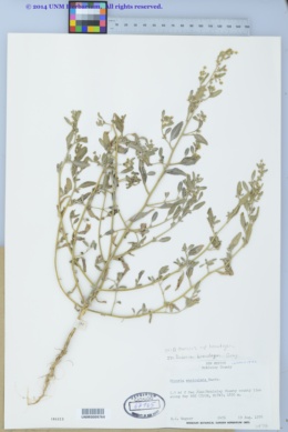 Dicoria canescens subsp. brandegeei image