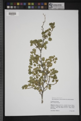 Image of Ribes velutinum