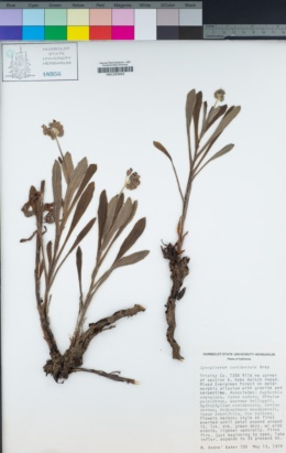 Andersonglossum occidentale image