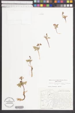 Lomatium erythrocarpum image