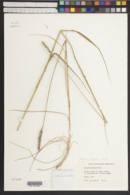 Elymus agropyroides image