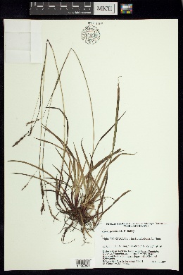 Carex pertenuis image