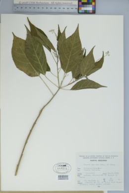 Croton soliman image