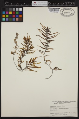 Sargassum sinicola subsp. camouii image
