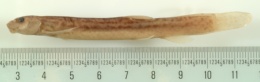 Misgurnus anguillicaudatus image
