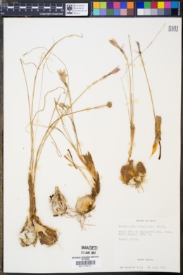 Zephyranthes longifolia image