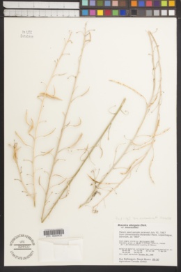 Image of Brassica elongata