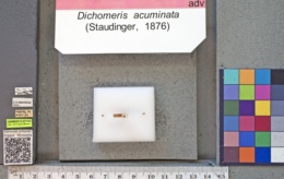 Dichomeris acuminata image