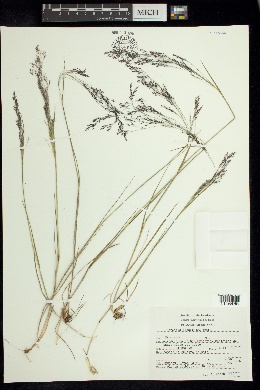 Agrostis schaffneri image