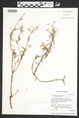 Eriogonum leptocladon var. leptocladon image
