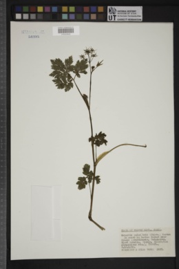 Image of Oenanthe palustris