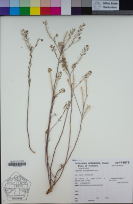 Image of Lepidium hyssopifolium