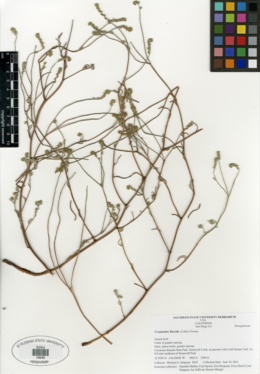 Cryptantha flaccida image