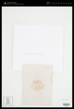 Ceramium acanthonotum image