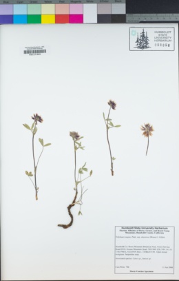 Trifolium longipes subsp. shastense image