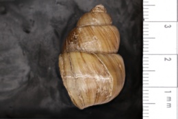 Viviparus subpurpureus image
