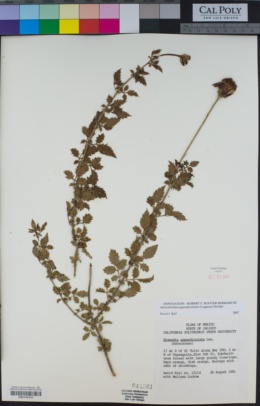 Image of Dyssodia appendiculata
