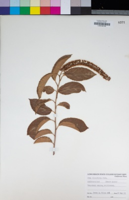 Itea ilicifolia image