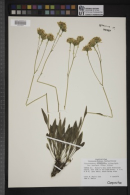 Platyschkuhria integrifolia var. ourolepis image