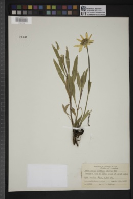 Helianthus uniflorus image