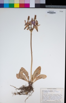 Primula clevelandii var. patula image