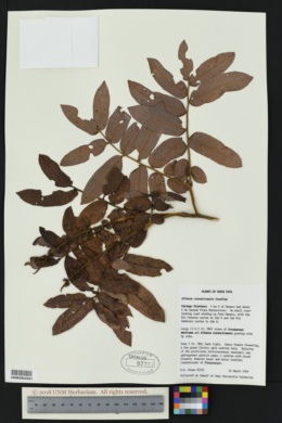 Image of Alfaroa costaricensis