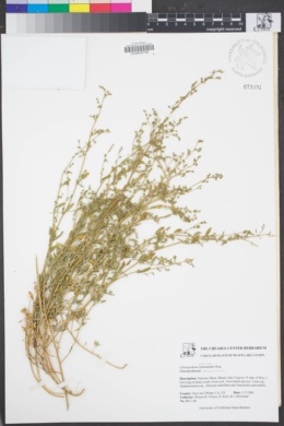 Image of Chenopodium littoreum